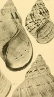 Picture 101 of 166 from Jahrbuch der hamburgischen Wissenschaftlichen Anstalten (1883), leaf 792