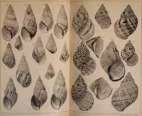 An illustration from Jahrbuch der hamburgischen Wissenschaftlichen Anstalten (1883)