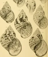 Picture 103 of 166 from Jahrbuch der hamburgischen Wissenschaftlichen Anstalten (1883), leaf 797
