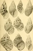 Picture 104 of 166 from Jahrbuch der hamburgischen Wissenschaftlichen Anstalten (1883), leaf 798