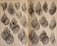 Picture 105 of 166 from Jahrbuch der hamburgischen Wissenschaftlichen Anstalten (1883), leaf 800