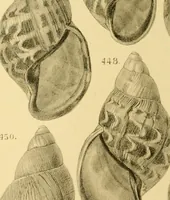An illustration from Jahrbuch der hamburgischen Wissenschaftlichen Anstalten (1883)