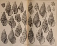 An illustration from Jahrbuch der hamburgischen Wissenschaftlichen Anstalten (1883)