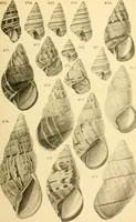 Picture 109 of 166 from Jahrbuch der hamburgischen Wissenschaftlichen Anstalten (1883), leaf 808