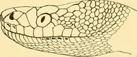 An illustration from Jahrbuch der hamburgischen Wissenschaftlichen Anstalten (1883)
