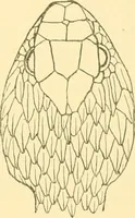 Picture 111 of 166 from Jahrbuch der hamburgischen Wissenschaftlichen Anstalten (1883), leaf 830