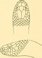 An illustration from Jahrbuch der hamburgischen Wissenschaftlichen Anstalten (1883)