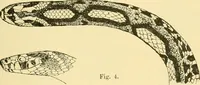 An illustration from Jahrbuch der hamburgischen Wissenschaftlichen Anstalten (1883)