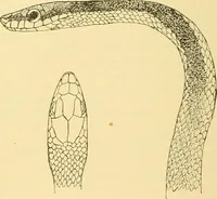 An illustration from Jahrbuch der hamburgischen Wissenschaftlichen Anstalten (1883)