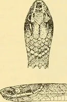 Picture 115 of 166 from Jahrbuch der hamburgischen Wissenschaftlichen Anstalten (1883), leaf 854