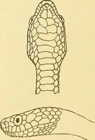 Picture 116 of 166 from Jahrbuch der hamburgischen Wissenschaftlichen Anstalten (1883), leaf 857