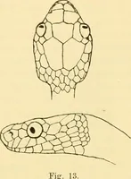 An illustration from Jahrbuch der hamburgischen Wissenschaftlichen Anstalten (1883)