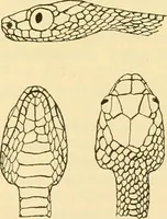 Picture 118 of 166 from Jahrbuch der hamburgischen Wissenschaftlichen Anstalten (1883), leaf 858