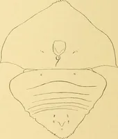 An illustration from Jahrbuch der hamburgischen Wissenschaftlichen Anstalten (1883)