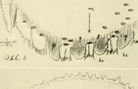 Picture 120 of 166 from Jahrbuch der hamburgischen Wissenschaftlichen Anstalten (1883), leaf 914