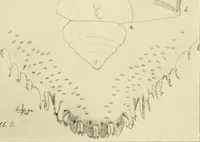 An illustration from Jahrbuch der hamburgischen Wissenschaftlichen Anstalten (1883)