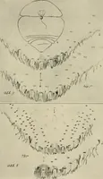 An illustration from Jahrbuch der hamburgischen Wissenschaftlichen Anstalten (1883)
