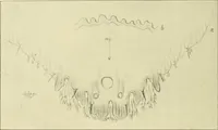 An illustration from Jahrbuch der hamburgischen Wissenschaftlichen Anstalten (1883)