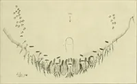 Picture 127 of 166 from Jahrbuch der hamburgischen Wissenschaftlichen Anstalten (1883), leaf 926