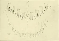 An illustration from Jahrbuch der hamburgischen Wissenschaftlichen Anstalten (1883)