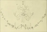 An illustration from Jahrbuch der hamburgischen Wissenschaftlichen Anstalten (1883)