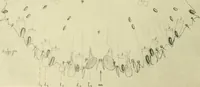 An illustration from Jahrbuch der hamburgischen Wissenschaftlichen Anstalten (1883)