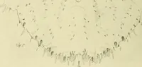 An illustration from Jahrbuch der hamburgischen Wissenschaftlichen Anstalten (1883)