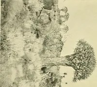 Picture 142 of 166 from Jahrbuch der hamburgischen Wissenschaftlichen Anstalten (1883), leaf 955