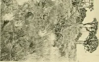 An illustration from Jahrbuch der hamburgischen Wissenschaftlichen Anstalten (1883)
