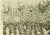 An illustration from Jahrbuch der hamburgischen Wissenschaftlichen Anstalten (1883)