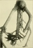 An illustration from Jahrbuch der hamburgischen Wissenschaftlichen Anstalten (1883)
