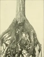 Picture 152 of 166 from Jahrbuch der hamburgischen Wissenschaftlichen Anstalten (1883), leaf 978