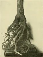 Picture 155 of 166 from Jahrbuch der hamburgischen Wissenschaftlichen Anstalten (1883), leaf 981