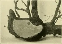 Picture 157 of 166 from Jahrbuch der hamburgischen Wissenschaftlichen Anstalten (1883), leaf 983