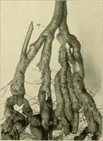 An illustration from Jahrbuch der hamburgischen Wissenschaftlichen Anstalten (1883)