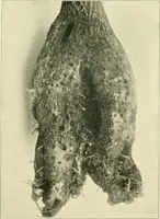 An illustration from Jahrbuch der hamburgischen Wissenschaftlichen Anstalten (1883)