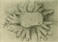 Picture 164 of 166 from Jahrbuch der hamburgischen Wissenschaftlichen Anstalten (1883), leaf 993
