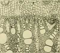 An illustration from Jahrbuch der hamburgischen Wissenschaftlichen Anstalten (1883)