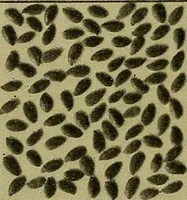 An illustration from Jahrbuch der hamburgischen Wissenschaftlichen Anstalten (1883)