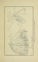 An illustration from James Hannington, first bishop of eastern equatorial Africa : a history of his life and work, 1847-1885 / by E.C. Dawson (1891)