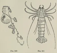 An illustration from Japan day by day, 1877, 1878-79, 1882-83 (1917)