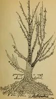An illustration from Japanese chess (sho-ngi); the science and art of war or struggle philosophically treated (1905)