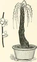 An illustration from Japanese homes and their surroundings (1895)