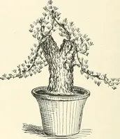 Picture 218 of 242 from Japanese homes and their surroundings (1895), leaf 323