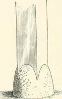 An illustration from Japanese homes and their surroundings (1895)