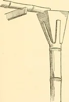 An illustration from Japanese homes and their surroundings (1885)