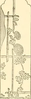 An illustration from Japanese homes and their surroundings (1885)