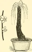 Picture 241 of 268 from Japanese homes and their surroundings (1885), leaf 327