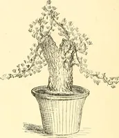 An illustration from Japanese homes and their surroundings (1885)