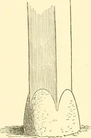 An illustration from Japanese homes and their surroundings (1885)